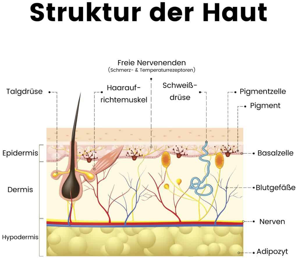 Struktur-der-Haut-1024x888